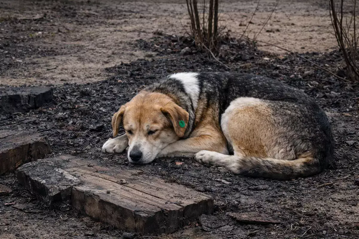 Нелюди среди нас: собаку едва не сожгли заживо в Актау - новости на Lada.kz 09.02.2026