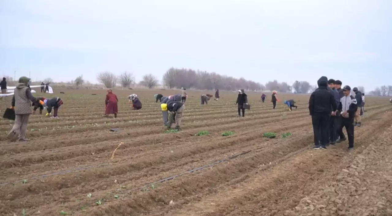 Көктемгі дала жұмыстары қыза түсті