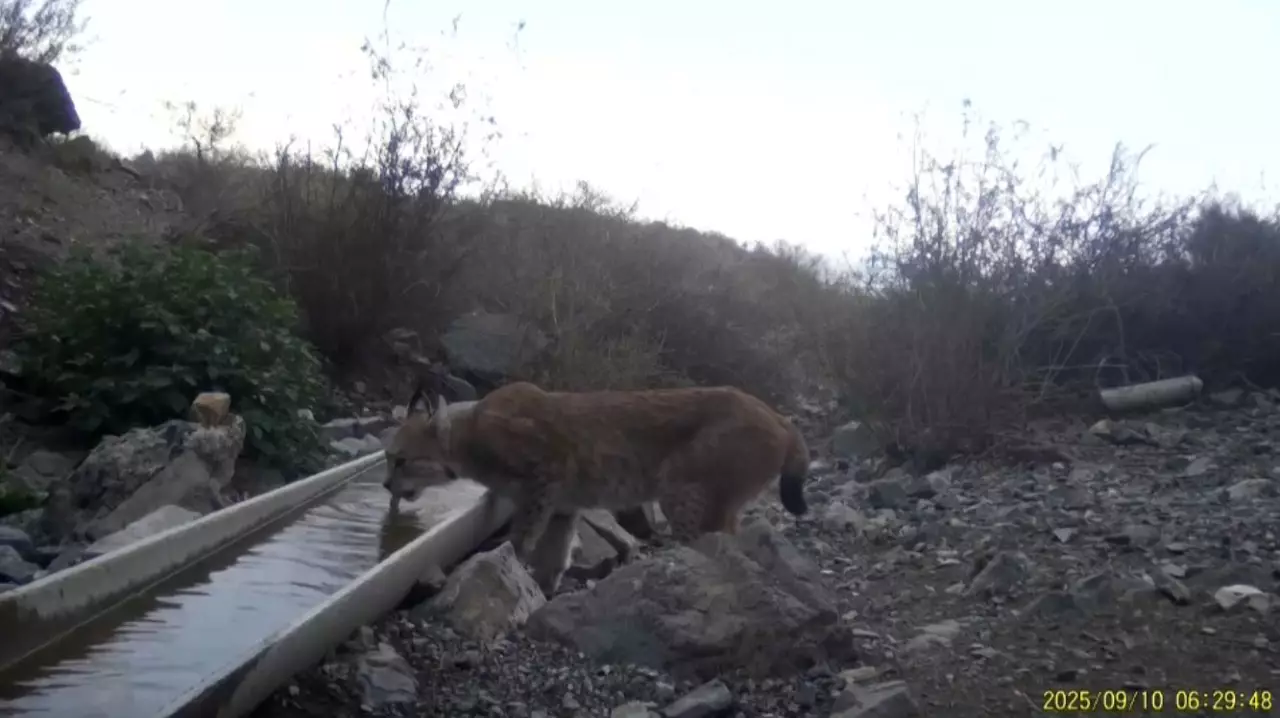 Поголовье диких животных растет в области Жетысу
