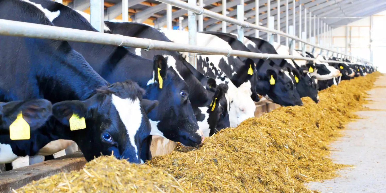 Мал шаруашылығын дамытпаған кәсіпкерлерден жер қайтарып алынады