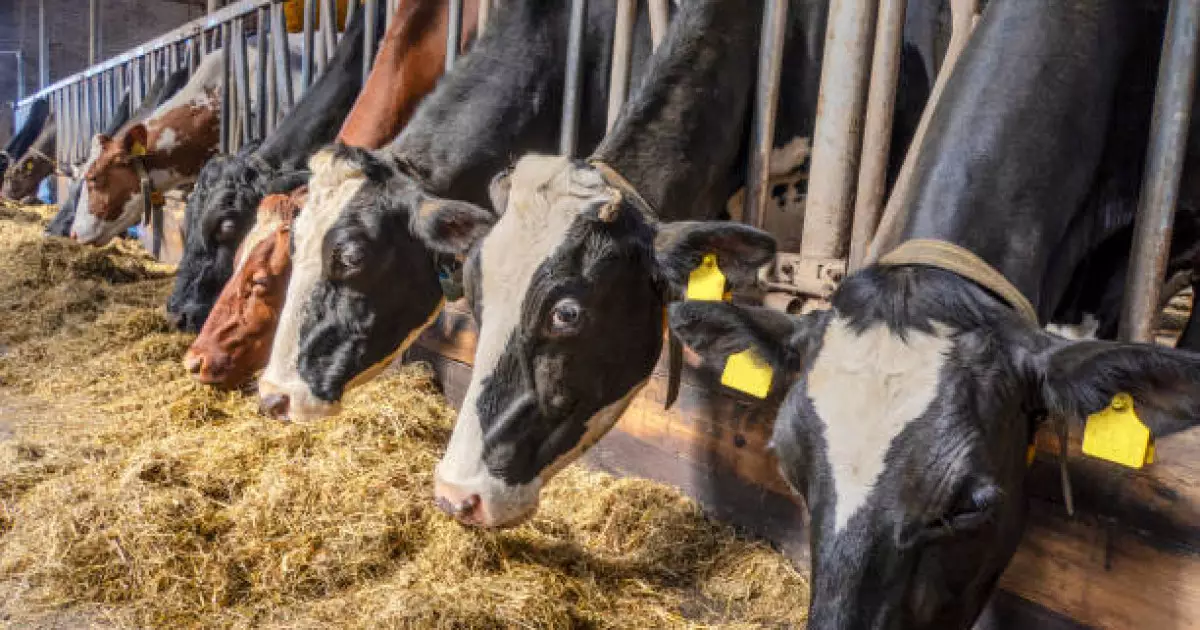   Жемшөп қорын даярлаудан бастап өнімді өңдеу, жеткізу, сату үдерісі біртұтас жүйе ретінде жолға қойылмаған – Президент   