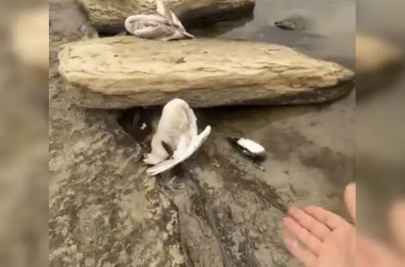 Сбросы сточных вод убивают лебедей в Мангистау