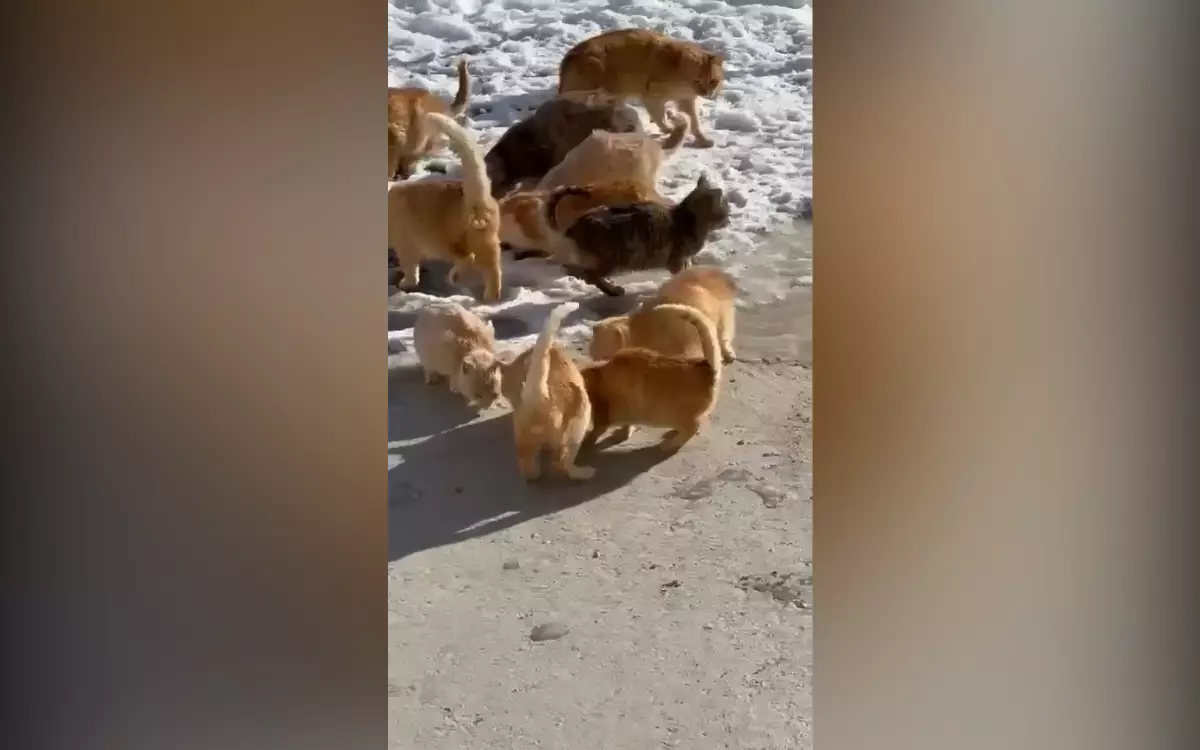 Жалобы жителей Томарлы на кошек вызвали реакцию зоозащитников