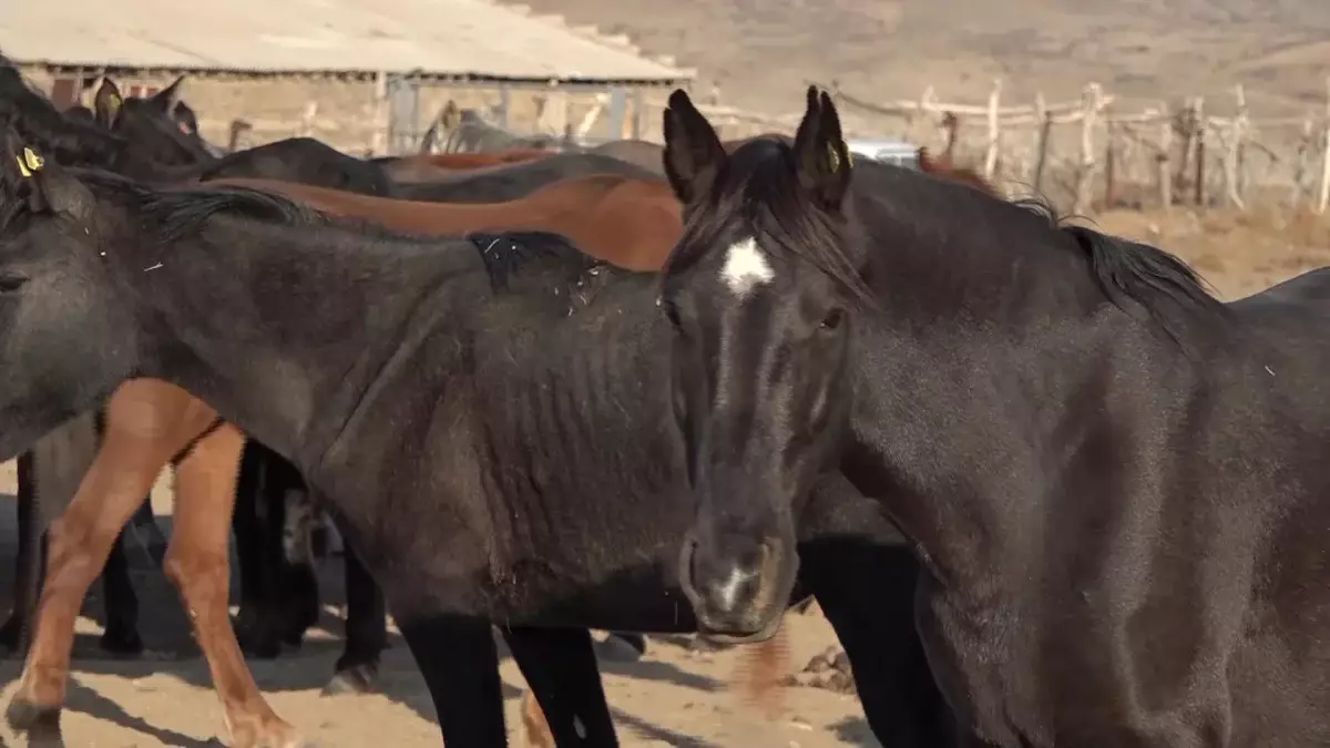 Елімізде мал шаруашылығын дамытуға мол мүмкіндік дұрыс пайдаланбай отырмыз - Мемлекет басшысы