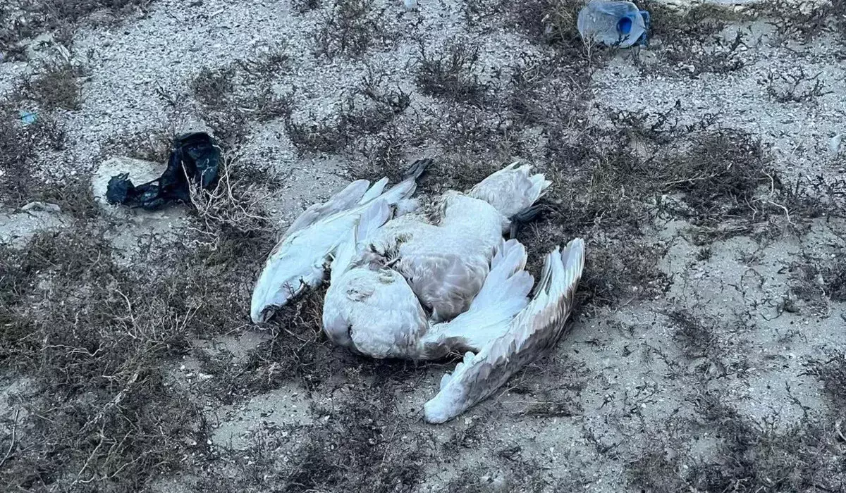 Мертвых лебедей нашли на побережье Каспия в Мангистау