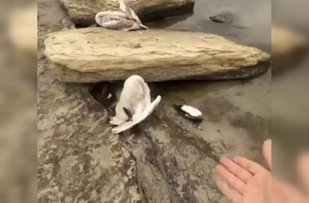 Маңғыстау облысында аққулар қырылып жатыр