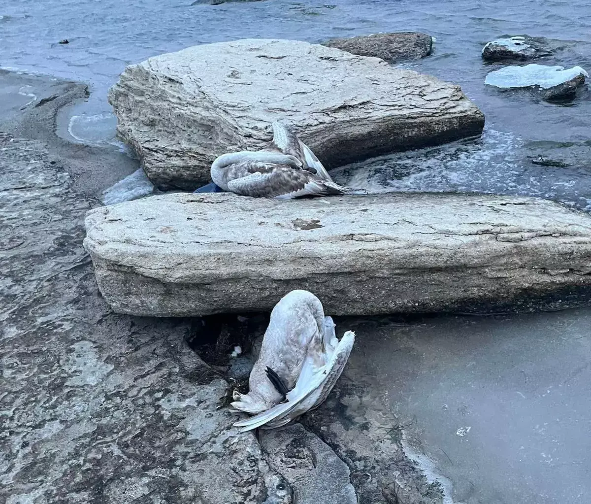 Мёртвых лебедей обнаружили в отстойнике близ села Саин Шапагатов - новости на Lada.kz 10.02.2026