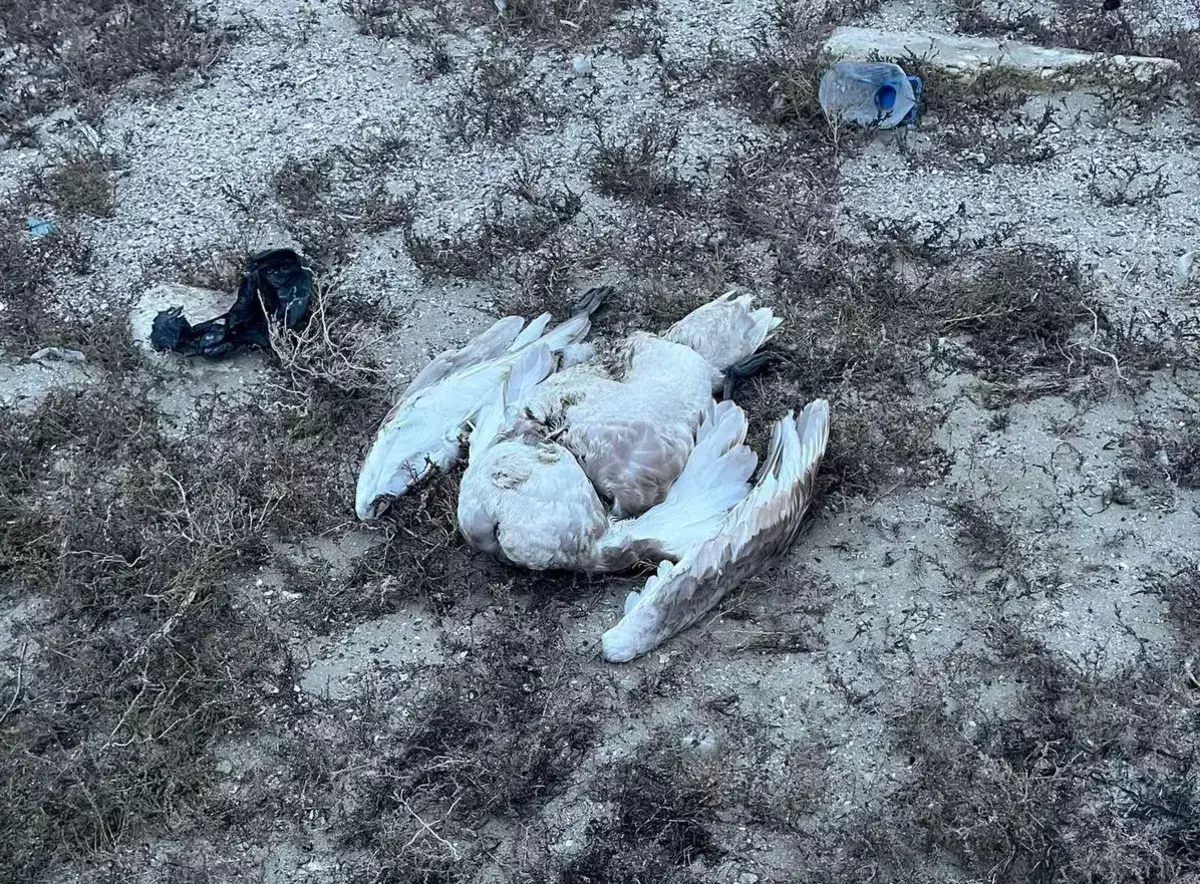 Мертвые лебеди на берегу: экологи Мангистау проводят проверку - новости на Lada.kz 10.02.2026