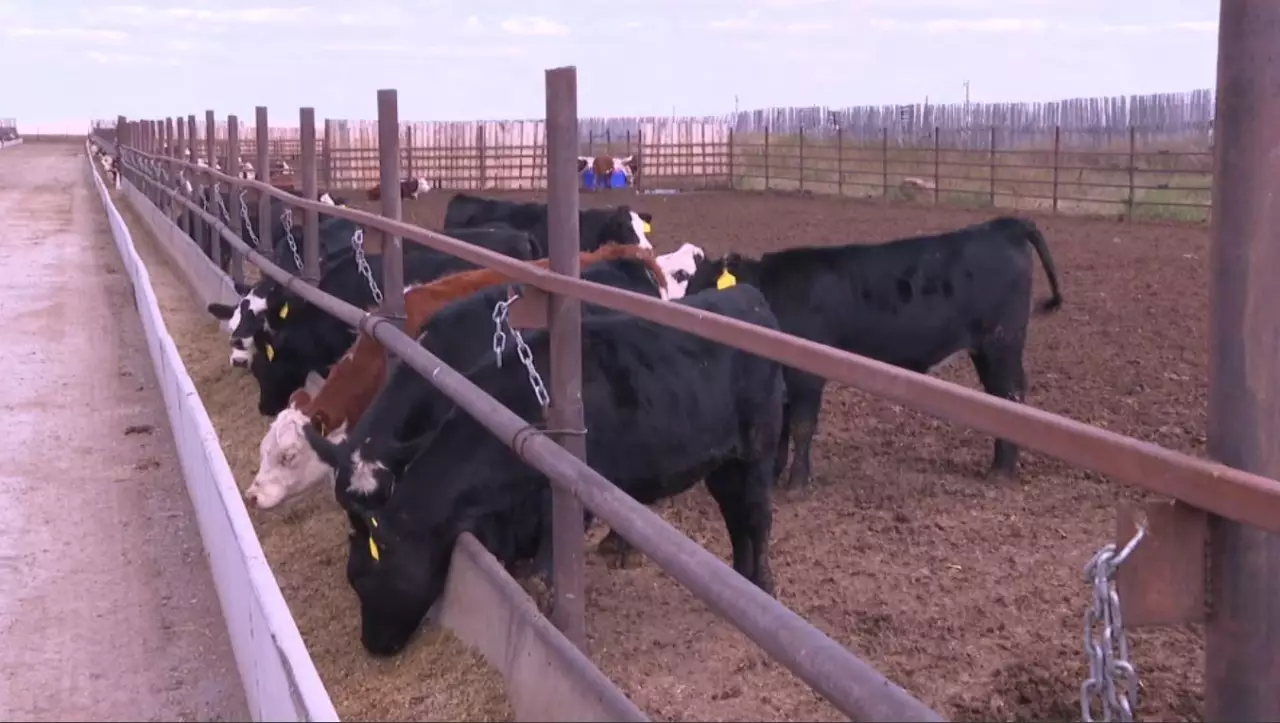 Президент ауыл шаруашылығы кооперациясы туралы жаңа заң дайындауды тапсырды