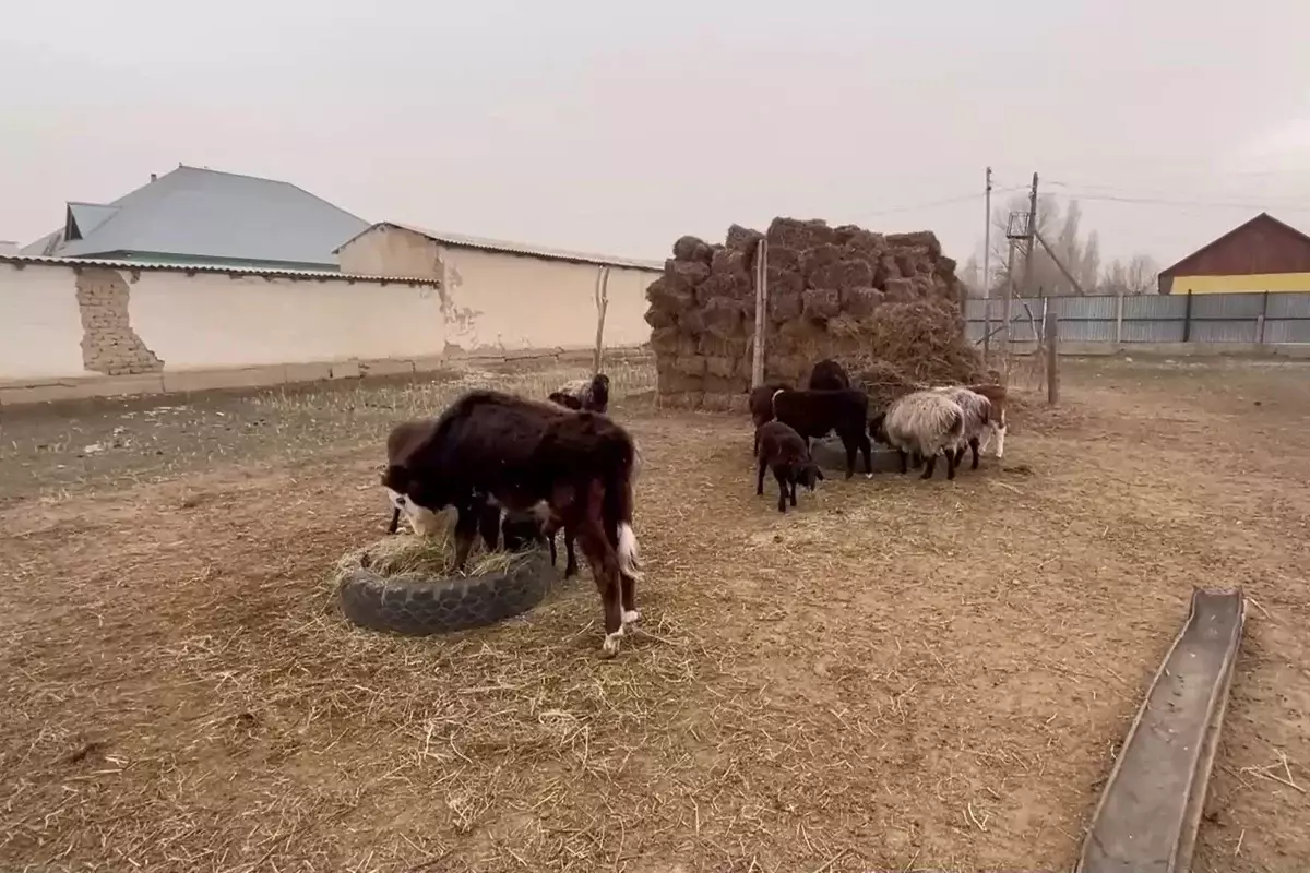 В Атырауской области опасная болезнь подкосила домашнюю скотину