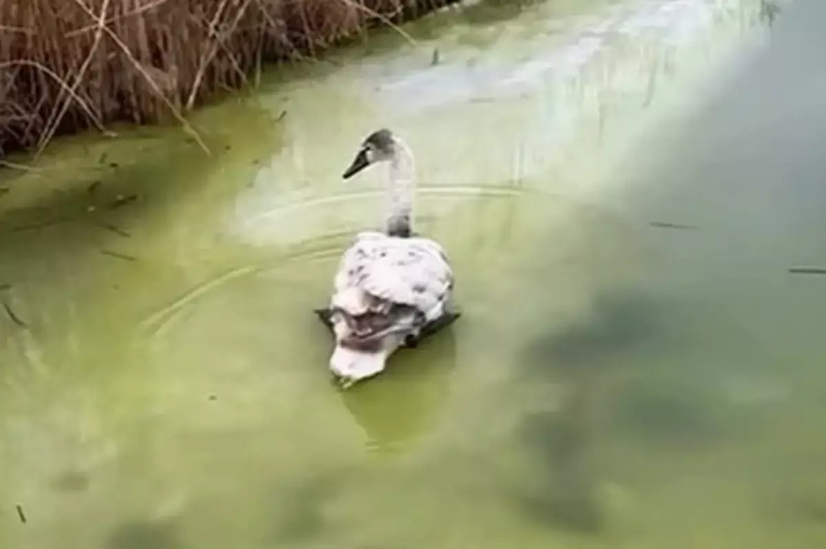 Лебедей продолжают спасать в Мангистау - новости на Lada.kz 10.02.2026