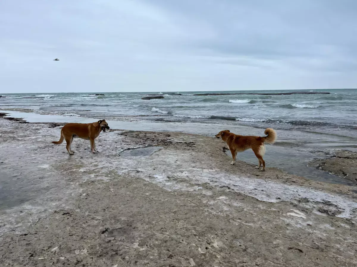 Учёные продолжают обсуждать поворот северных рек для спасения Каспия - новости на Lada.kz 10.02.2026