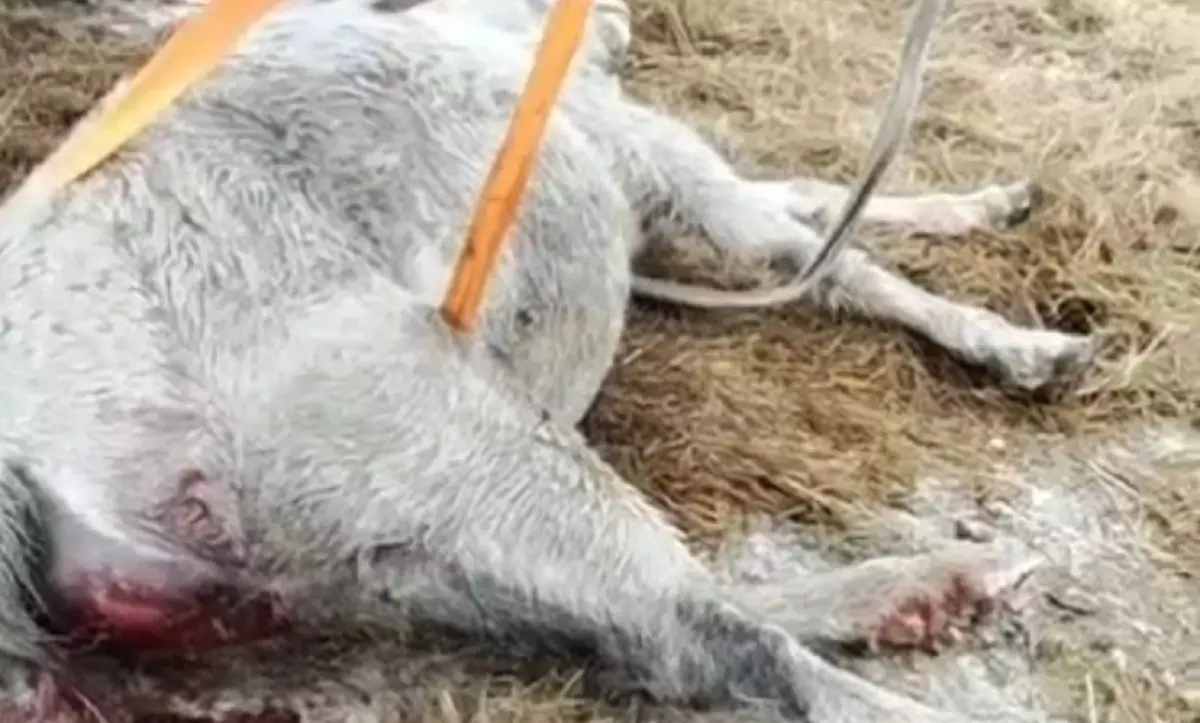 Падеж домашнего скота: массово гибнут стада коров и табуны лошадей в Атырауской области