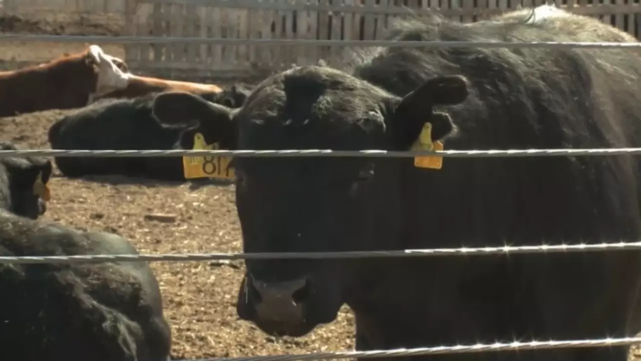 Новый закон о кооперации в сельском хозяйстве разработают в РК