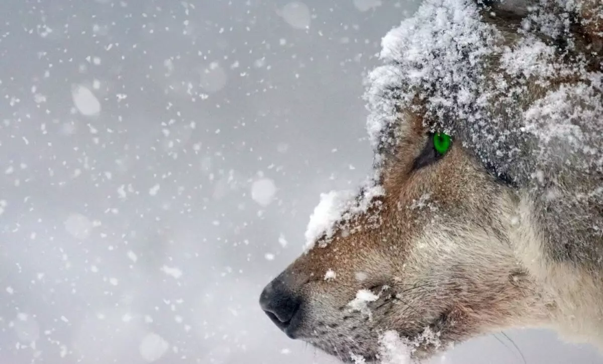 В Абайской области "волк на цепи" оказался домашним Борей