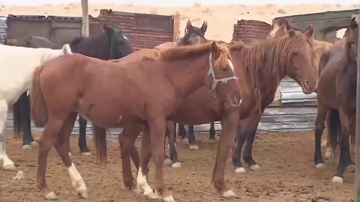 Карантин жарияланды: Атырау облысында ірі қара мал арасында қауіпті жұқпалы ауру тарады