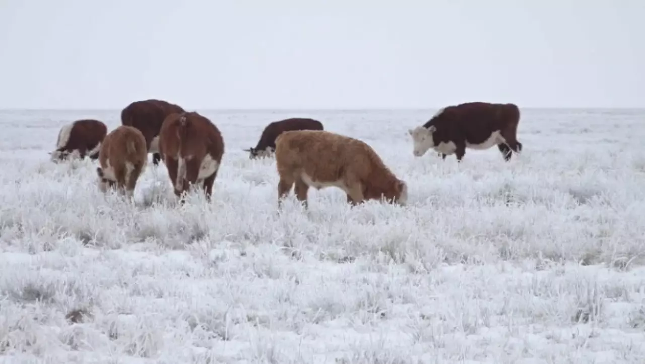 Высокозаразная инфекция распространяется среди КРС