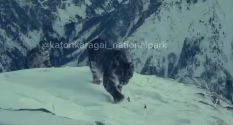 В горах ВКО сняли снежного барса с тремя детёнышами