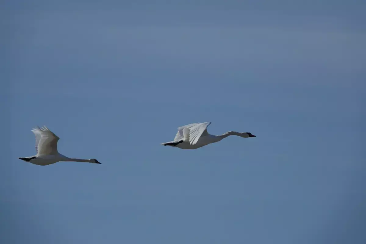 Природоохранная инспекция подсчитала мертвых лебедей близ Саина Шапагатова - новости на Lada.kz 10.02.2026