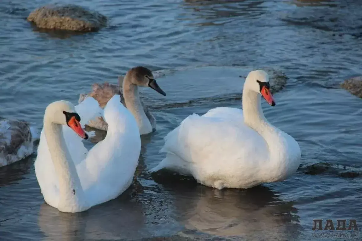 Сколько лебедей зимуют на Каспии в Мангистау - новости на Lada.kz 10.02.2026