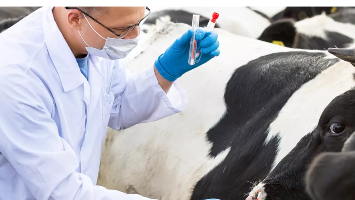 Карантин: Атырау облысында ірі қара арасында қауіпті жұқпалы ауру тарады