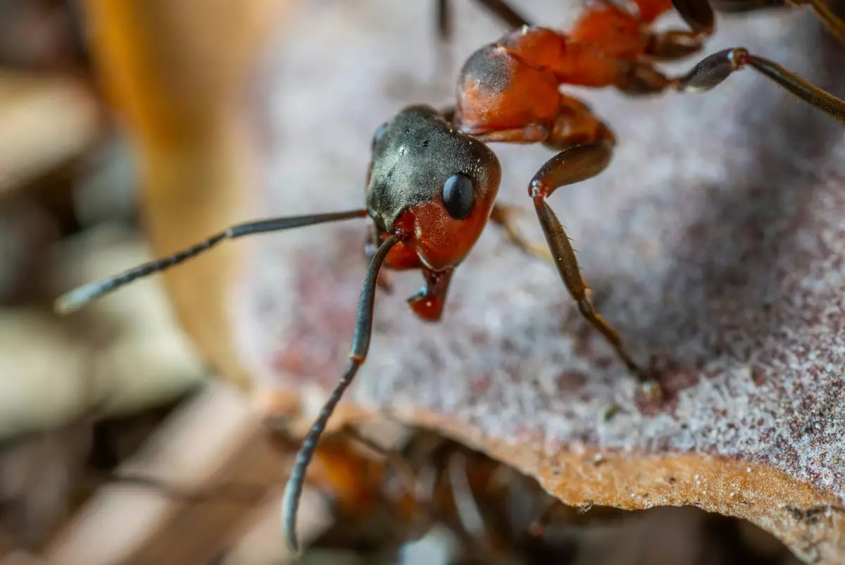 Городская жизнь сделала муравьев менее разборчивыми в сладостях