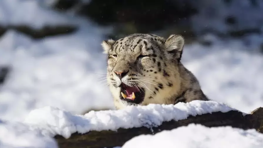 Қатон-Қарағай ұлттық паркінде үш күшігімен бірге қар барысы бейнежазбаға түсіп қалды