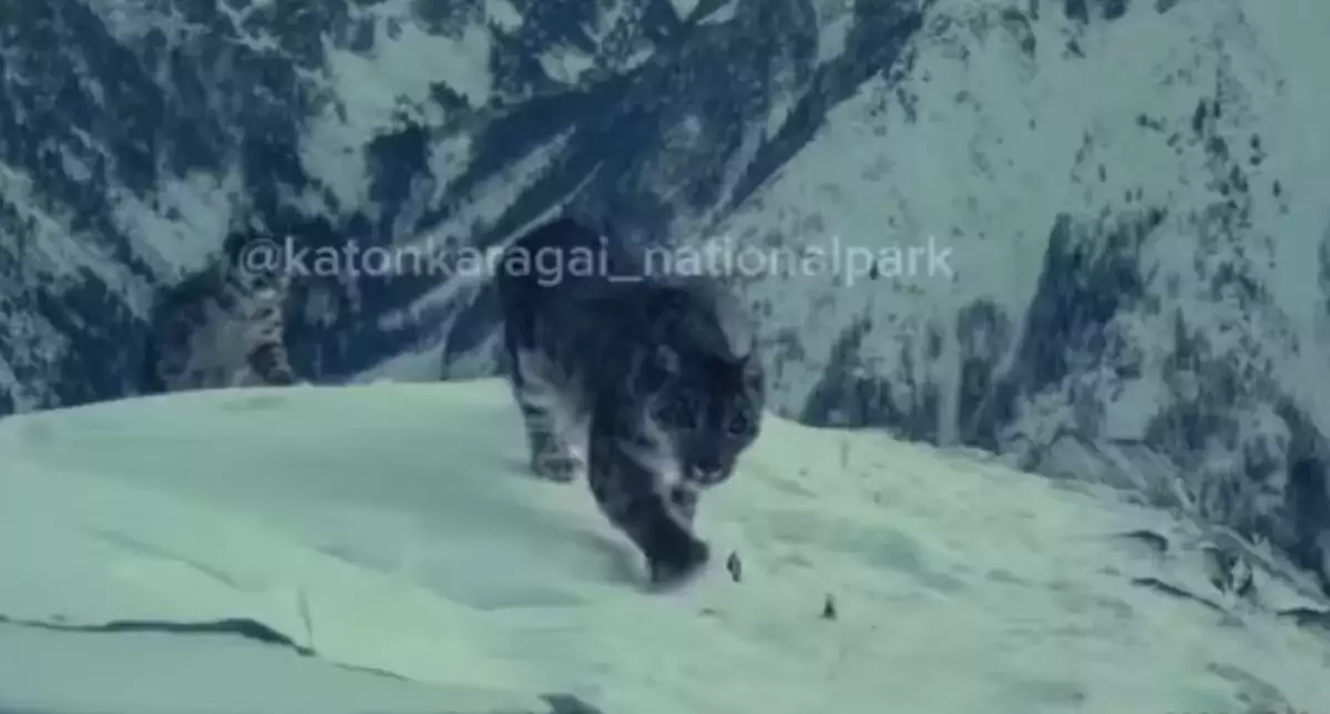 Шығыс Қазақстанда жүрген қар барысы видеоға түсіп қалды