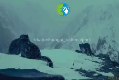 В Катон-Карагае фотоловушка сняла снежного барса с тремя детенышами