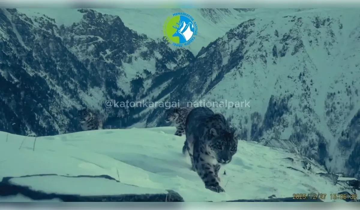 Снежный барс с тремя детенышами попал в объектив фотоловушки в Катон-Карагае (ВИДЕО)