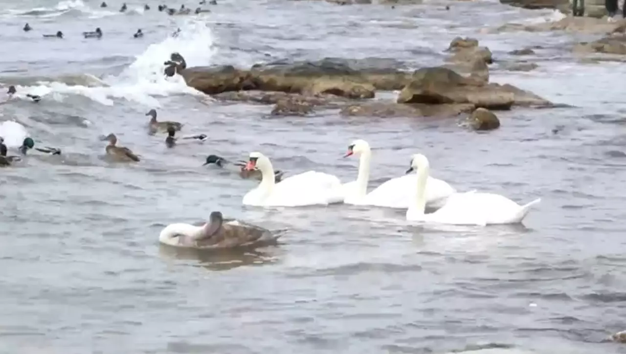 Ақтауға аққулар келді