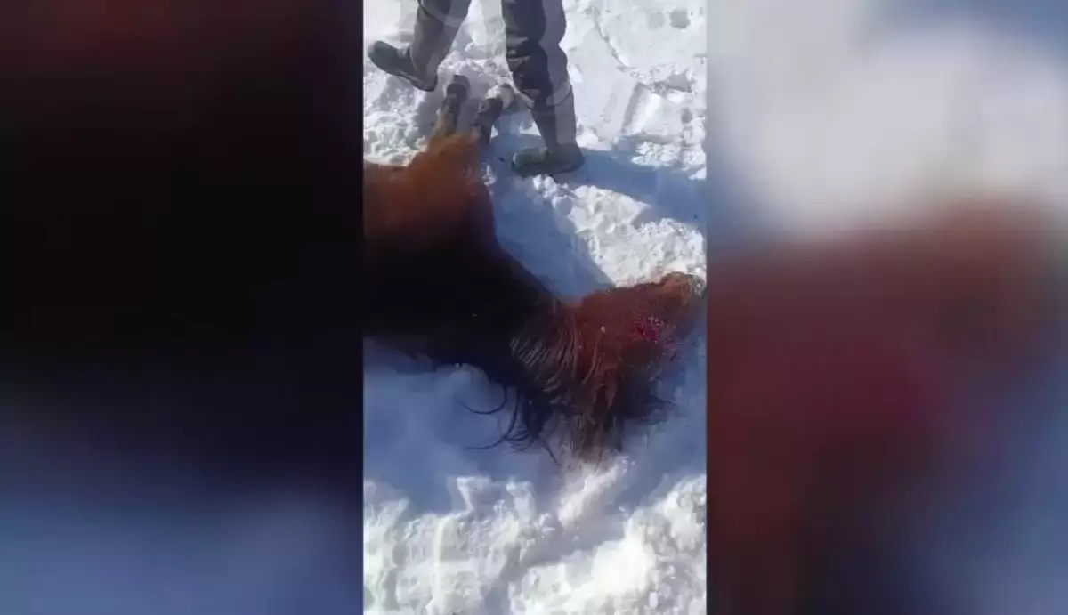 БҚО-да жылқылар қырылып жатыр: фермерлер төтенше жағдай жариялауды талап етті