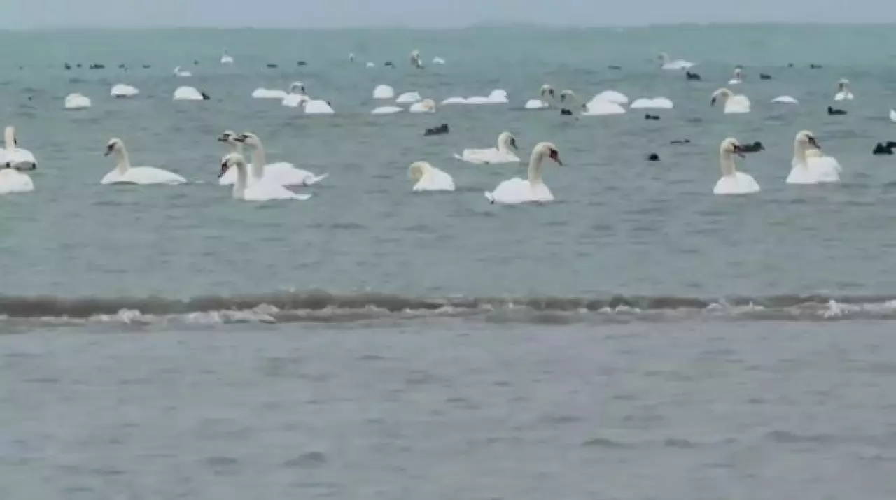 Более тысячи лебедей появились у пляжей Актау