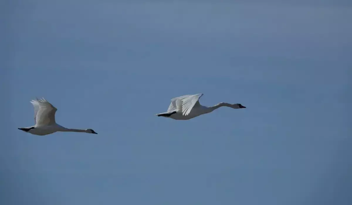 Туши 20 погибших лебедей нашли в Мангистау