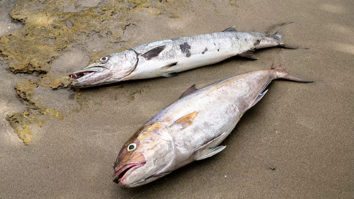 Бадам өзенінде 900 келі балық қырылды