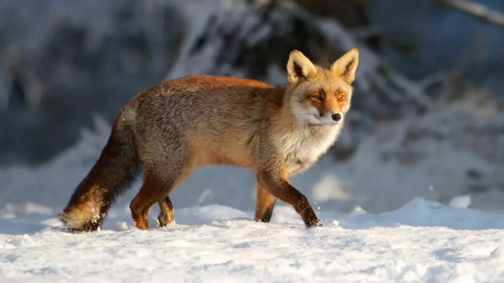 Морозы до −33 и сильные осадки: погода резко изменится в Казахстане