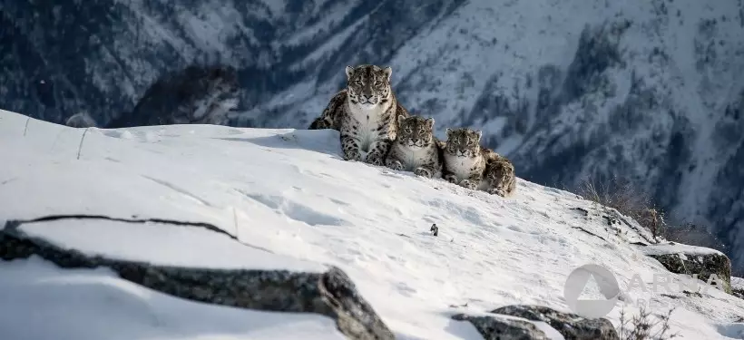 Қатонқарағайда қар барысы үш күшігімен бірге фототұзаққа түсті