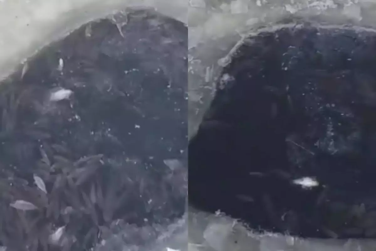 Атырауда жүздеген шабақ қырылып қалған (ВИДЕО)