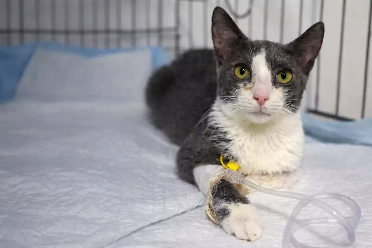 Неравнодушные спасают Джессику: у больной кошки из Актау появился шанс на жизнь - новости на Lada.kz 11.02.2026