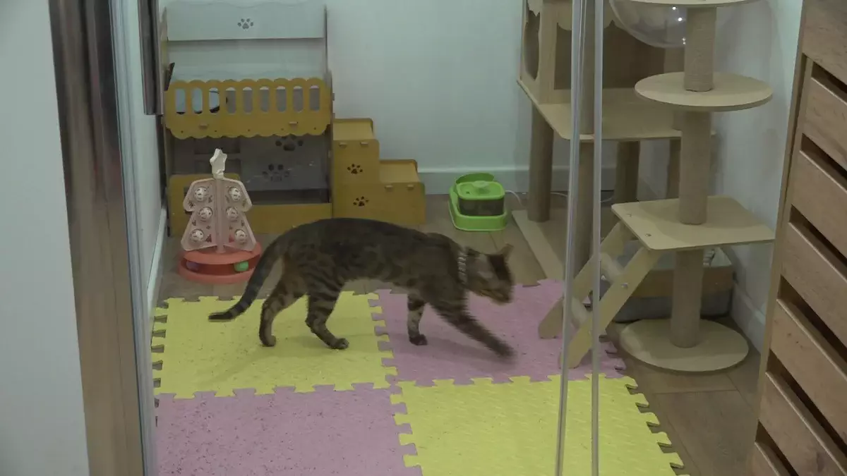 Мүмкіндігі шектеулі алматылық бойжеткен үй жануарларына арнап қонақүй ашқан