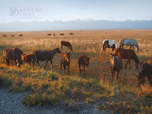 Бурятия планирует экспортировать скот в Южную Корею, Казахстан и Узбекистан.