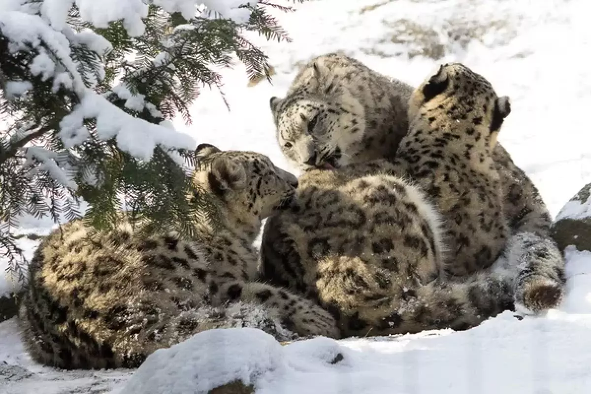 «Семейный кадр»: снежный барс с детёнышами попал в объектив