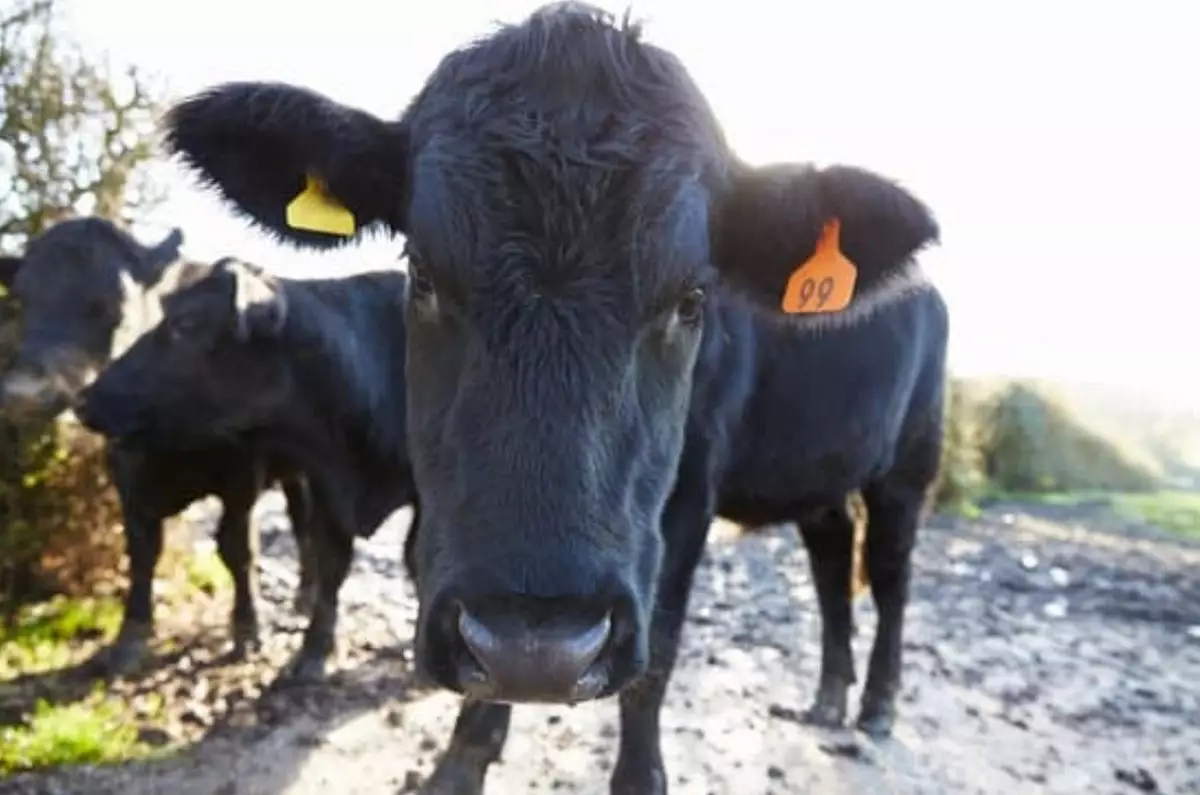 Около двух тысяч голов скота заболели в Курмангазинском районе