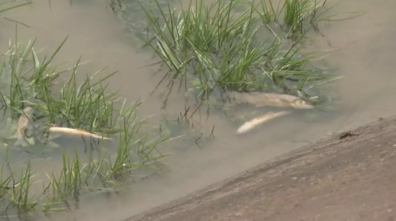 Больше 900 кг мертвой рыбы собрали вдоль русла реки Бадам в Шымкенте