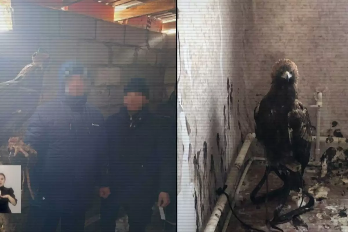 Беркутов вывозили контрабандой из Казахстана: полиция накрыла браконьеров в Баянауле