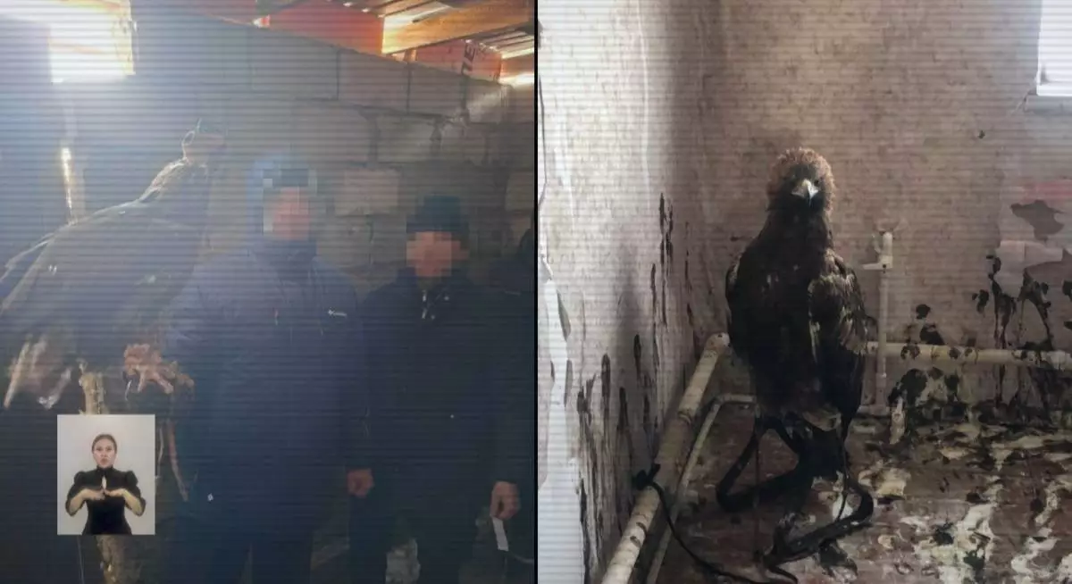 Канал контрабанды краснокнижных птиц выявили в Павлодарской области (ВИДЕО)
