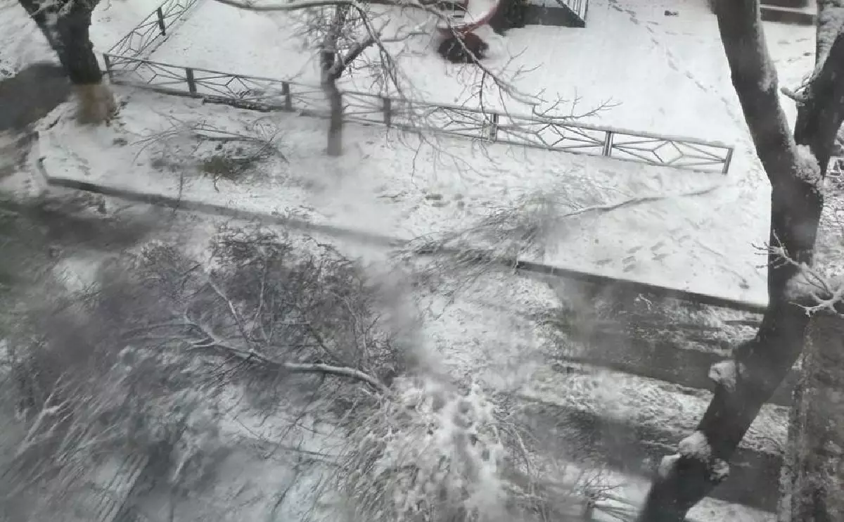 В Шымкенте ребенок погиб под упавшей веткой дерева