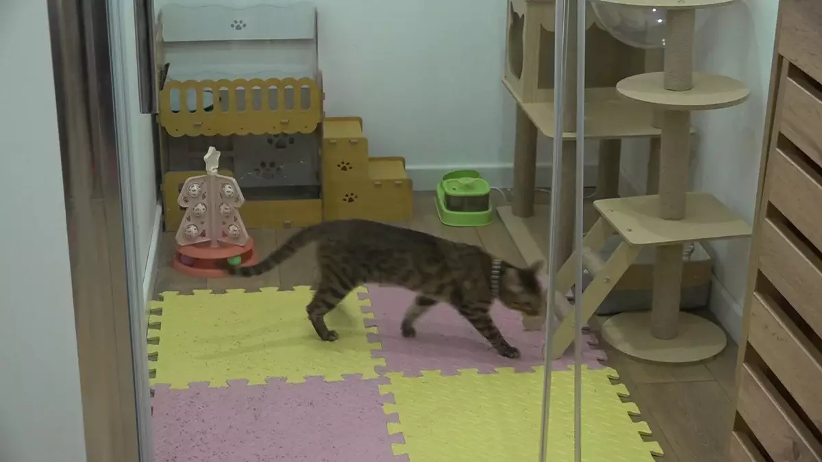 Алматинка с особыми потребностями превратила любовь к животным в социальный проект