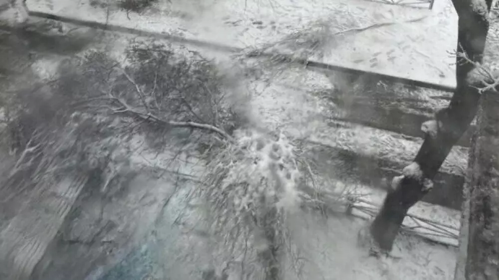 Упавшая ветка дерева унесла жизнь 10-летнего школьника в Шымкенте