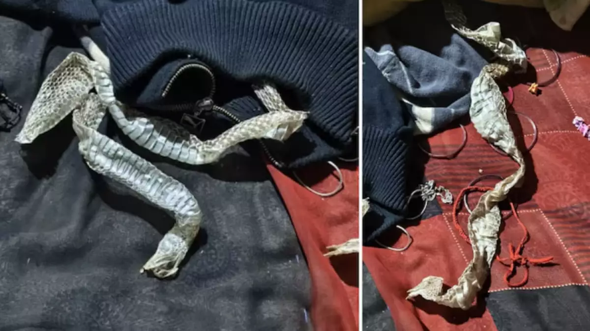 Женщина инсценировала исчезновение с змеиной шкурой, чтобы запутать семью